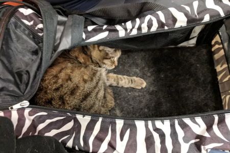 Banfield Pet Hospital