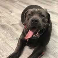 Forestville Veterinary And Bird Hospital ico