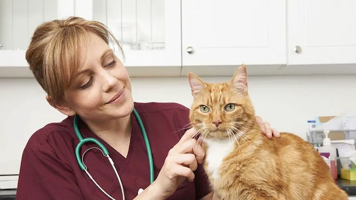 Forestville Veterinary And Bird Hospital 12