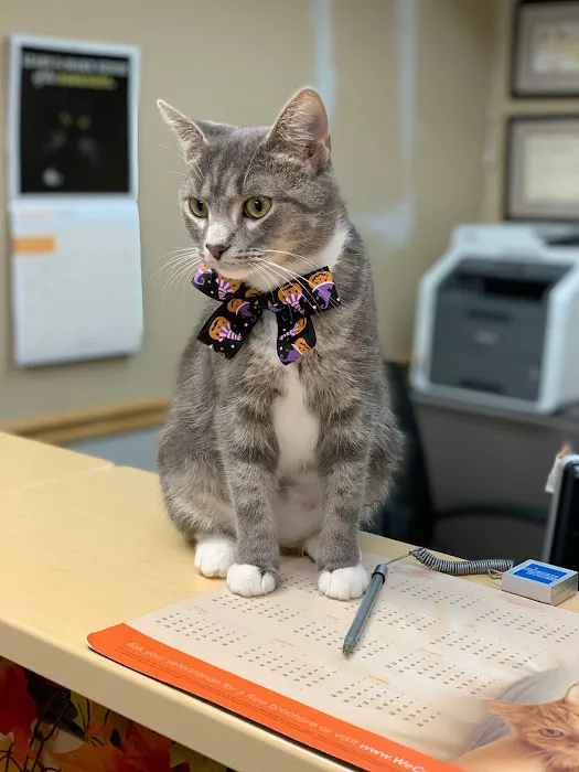 Cozy Cats Veterinary 2