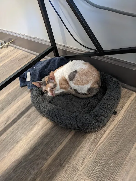 Cozy Cats Veterinary 10