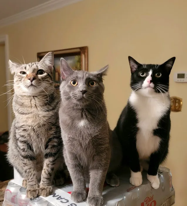 Cozy Cats Veterinary 6