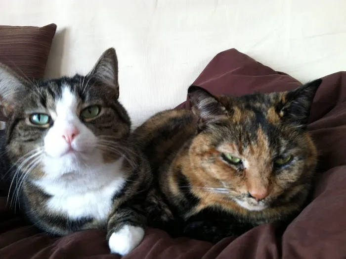 Cozy Cats Veterinary 8