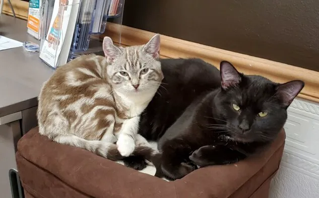 Cozy Cats Veterinary 7