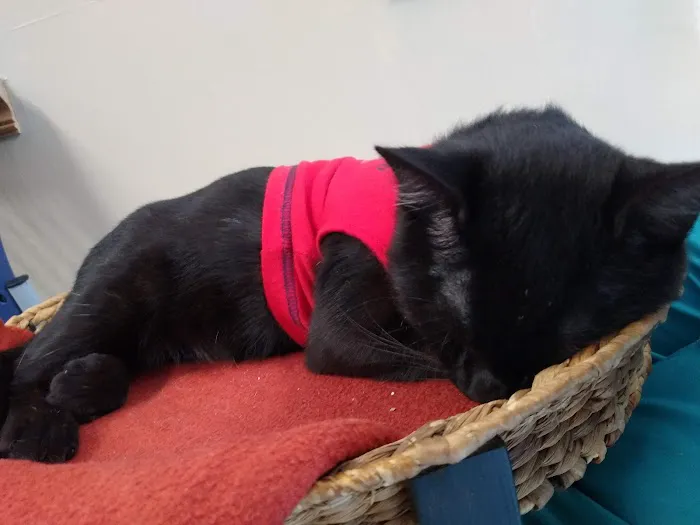 Cozy Cats Veterinary 3