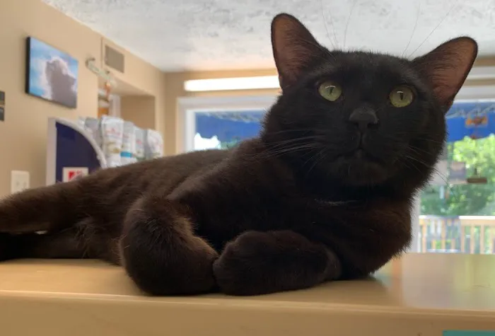 Cozy Cats Veterinary 1