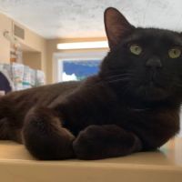 Cozy Cats Veterinary ico