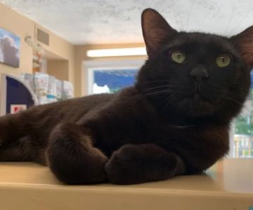 Cozy Cats Veterinary
