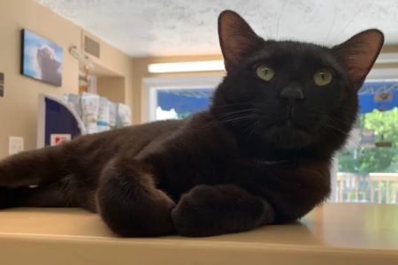 Cozy Cats Veterinary