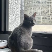 Whole Health Veterinary Care ico