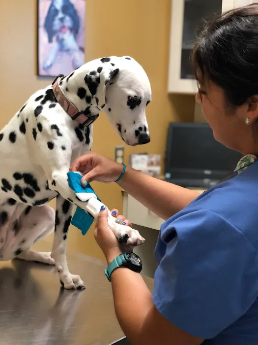 Dogs and Cats Emergency & Specialty 6