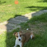 Fairland Animal Hospital ico