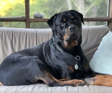 Chesapeake Veterinary Referral Center - Columbia