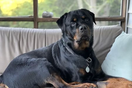 Chesapeake Veterinary Referral Center - Columbia