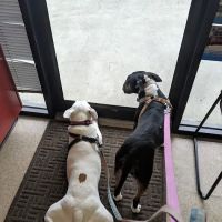 Fulton Animal Hospital ico