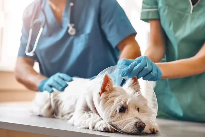 Brenner Animal Hospital 6