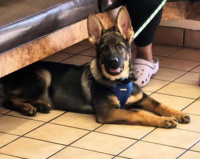 Brenner Animal Hospital 7