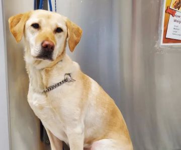 Negola's Animal Care