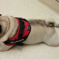 Fort Meade Veterinary Treatment Facility ico