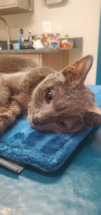 Cat & Dog Hospital of Columbia 12