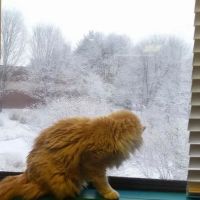 Cat & Dog Hospital of Columbia ico