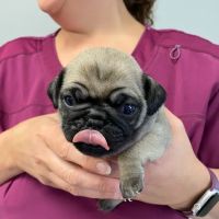 Highland Veterinary Hospital ico
