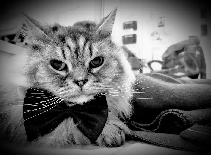 Hickory Ridge Animal Hospital 12