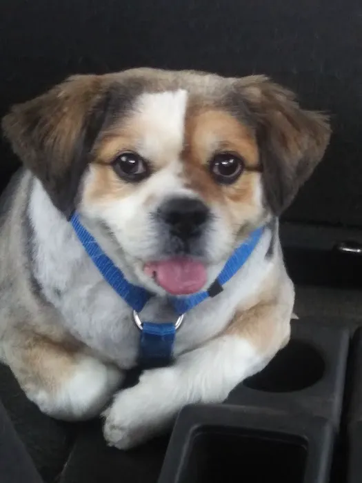Banfield Pet Hospital 2