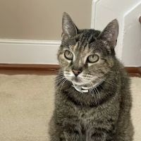 Severn Square Veterinary Hospital ico