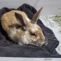 Falls Road Animal Hospital ico