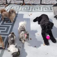 Banfield Pet Hospital ico