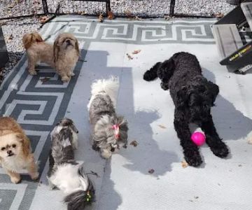 Banfield Pet Hospital