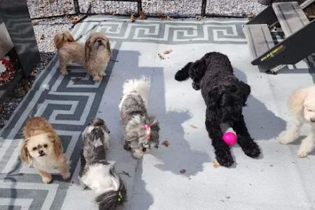 Banfield Pet Hospital