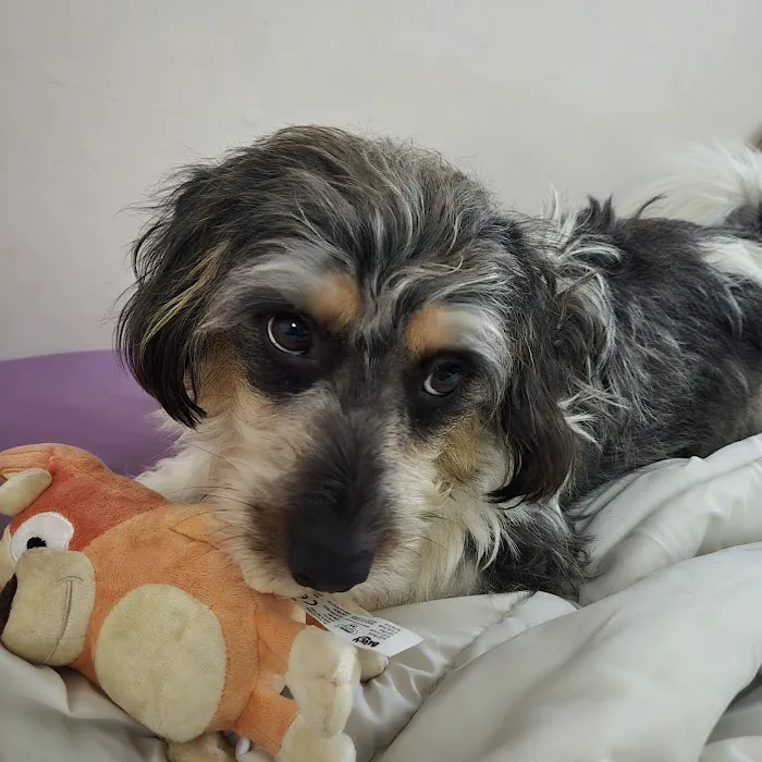 Banfield Pet Hospital 12