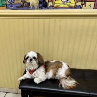 Countryside Veterinary Clinic ico