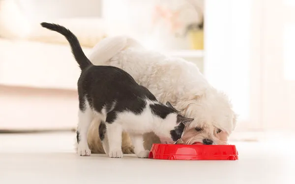 Veterinary Housecall Service and Clinic 3