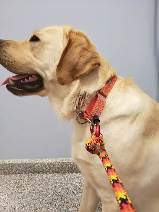 Veterinary Housecall Service and Clinic 2