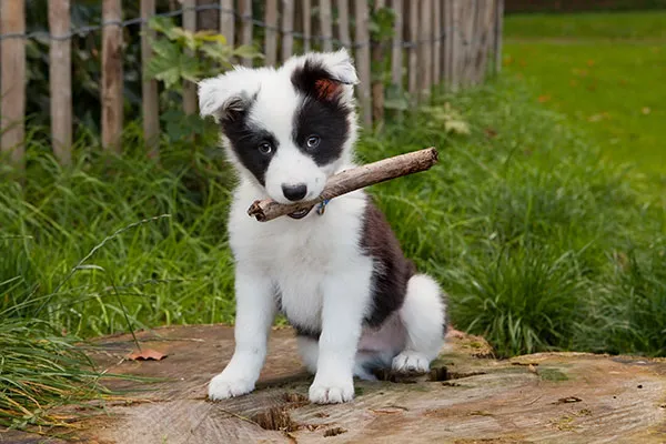 Veterinary Housecall Service and Clinic 7