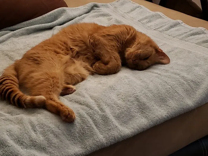 Veterinary Housecall Service and Clinic 4