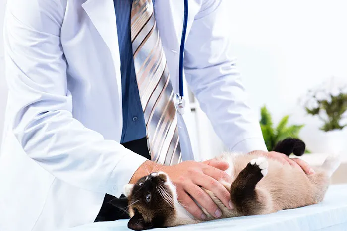 Veterinary Housecall Service and Clinic 8