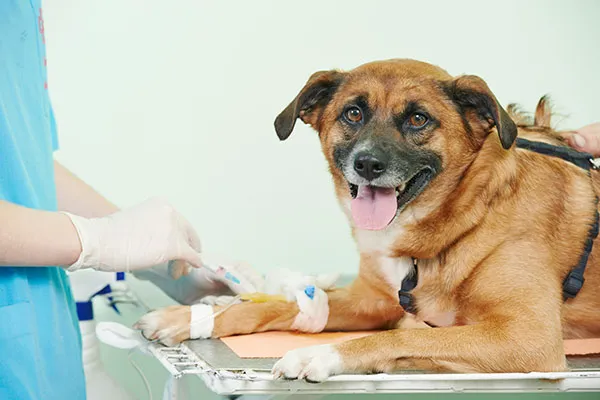 Veterinary Housecall Service and Clinic 10