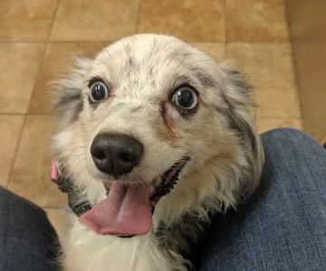 Banfield Pet Hospital