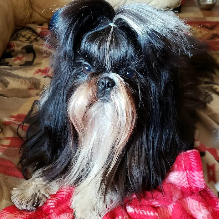 CVCA Cardiac Care For Pets 4
