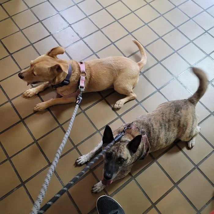 Cloverly Animal Clinic PC 3