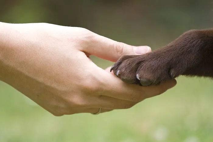 Cloverly Animal Clinic PC 5