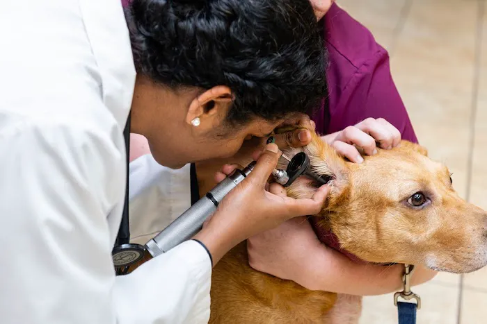 Freetown Animal Hospital 12