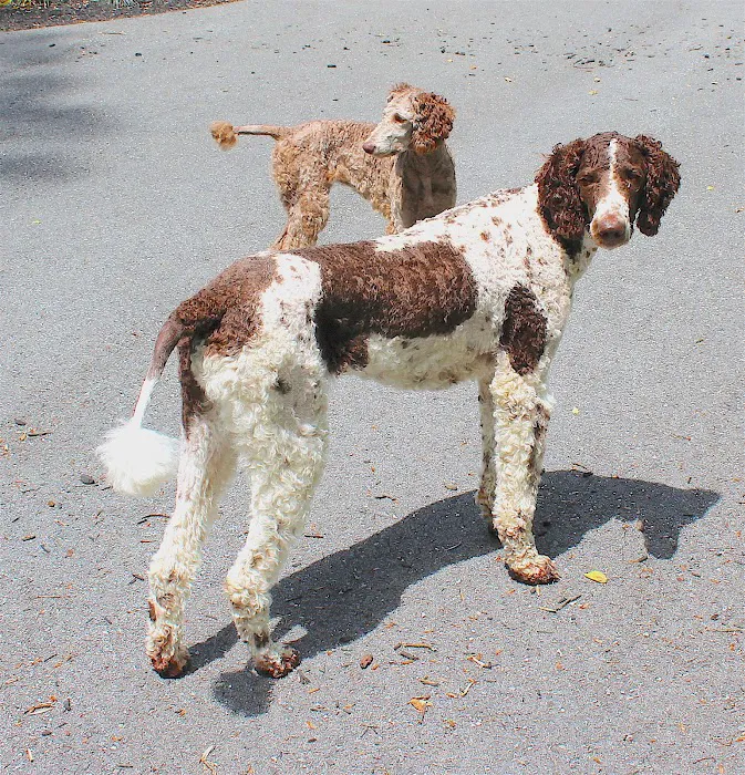 Clarksville PetVet 1