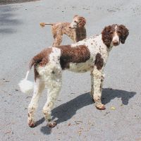 Clarksville PetVet ico