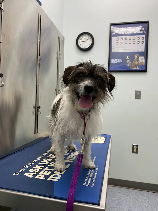 Clarksville PetVet 2