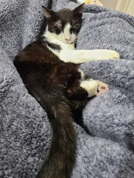 Bowie Towne Veterinary Hospital 1